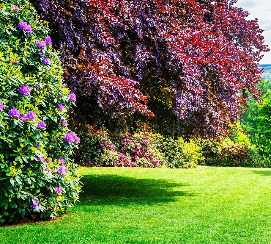 Beautiful Garden with Lush Green Lawn, Purple Rhododendrons, and Red Leaf Tree