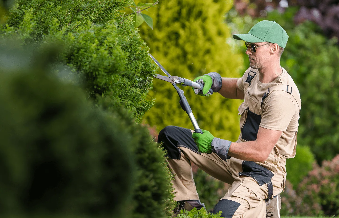 Professional Gardener Trimming Hedges with Electric Hedge Shears in a Beautiful Residential Garden